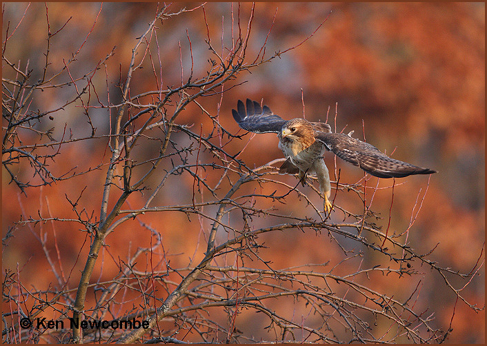 Red-tailed hawk